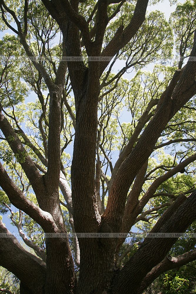 Cinnamomum camphora Camphor tree