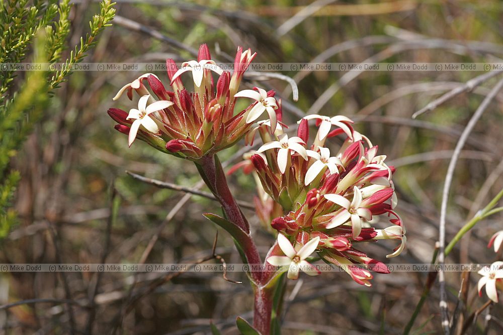 Crassula fascicularis Moth Stonecrop