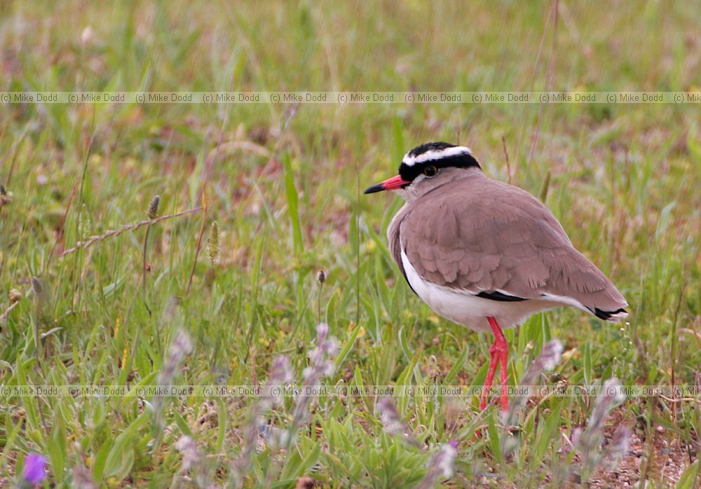 Crowned plover