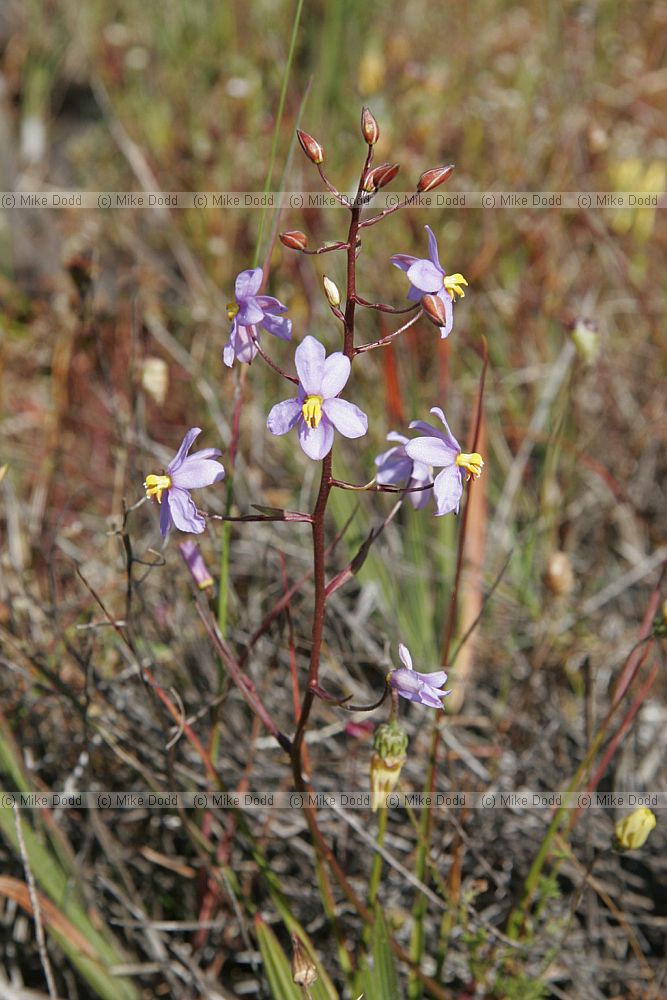 Cyanella hyacinthoides Lady's hand