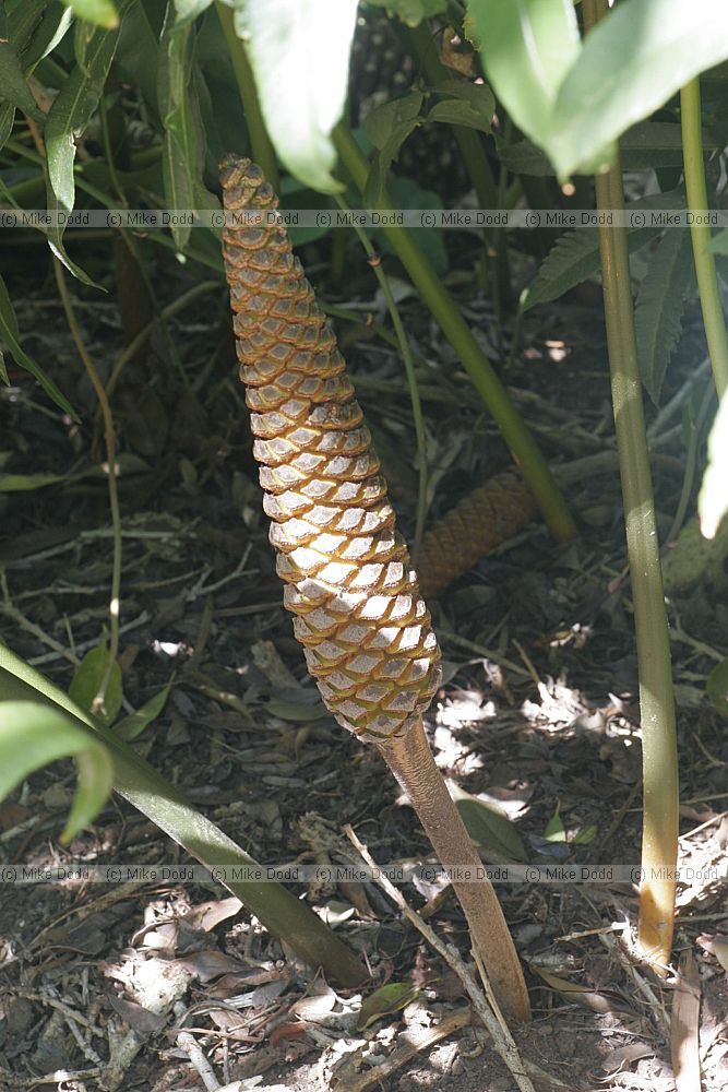 Cycad cone