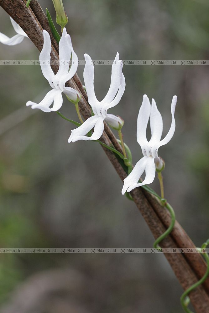 Cyphia volubilis Twining baroe