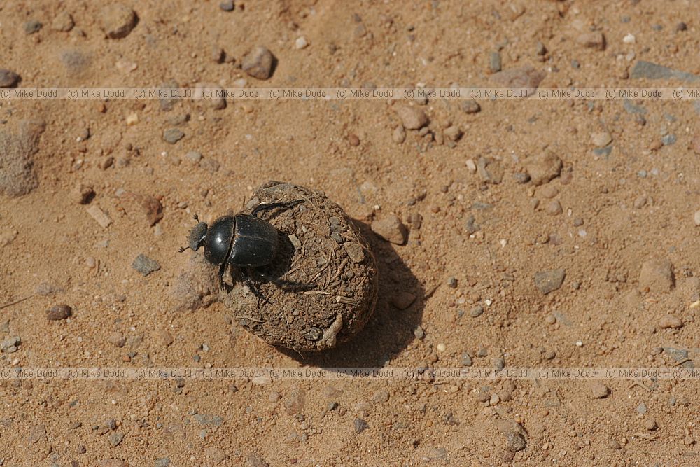 Scarabaeus Groove Dung beetle rolling dung ball