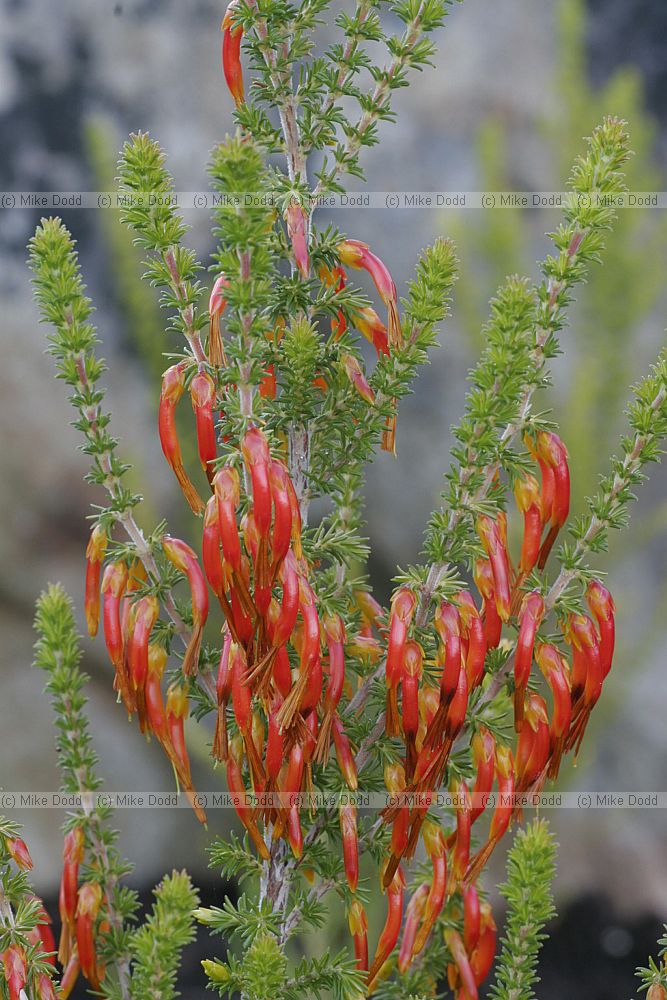 Erica coccinea