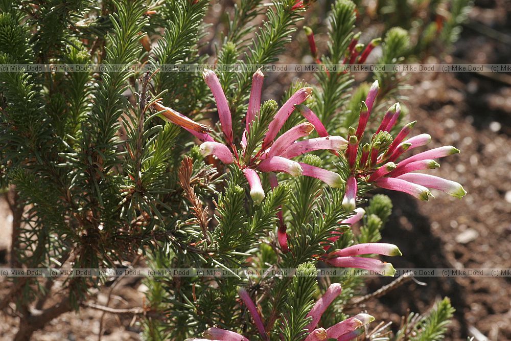 Erica fascicularis