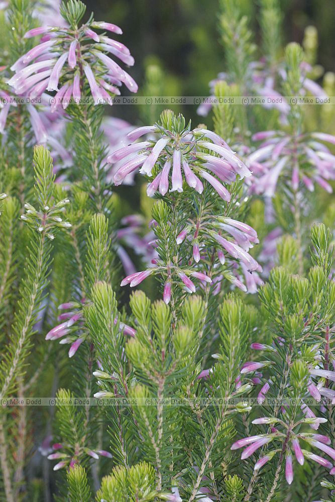 Erica porteri