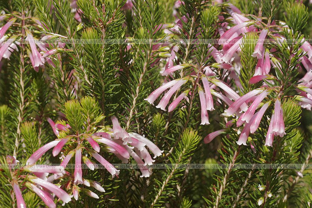 Erica porteri