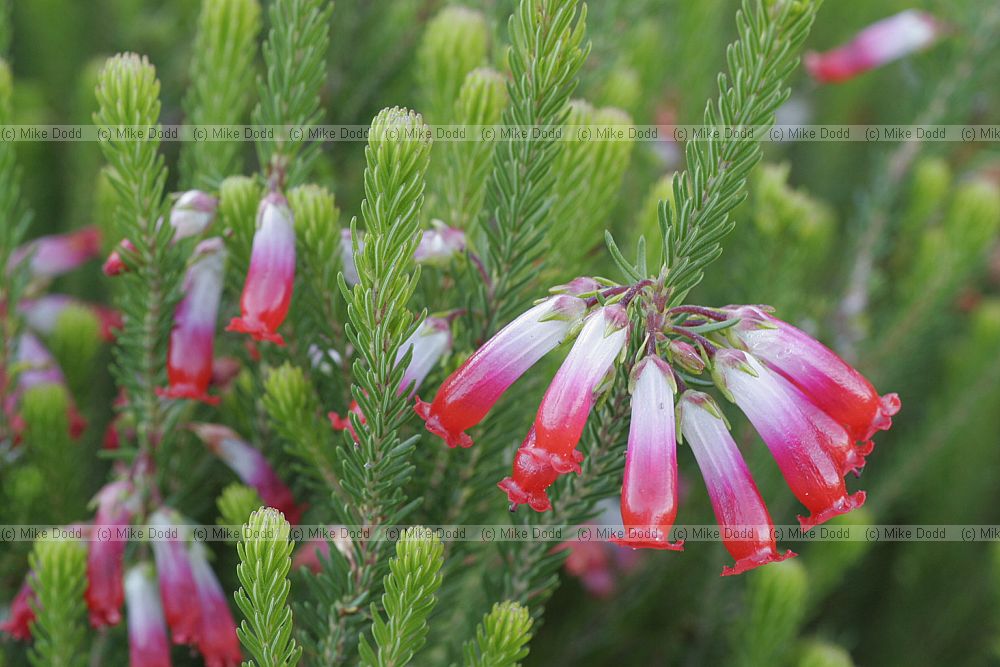 Erica regia Elim heath