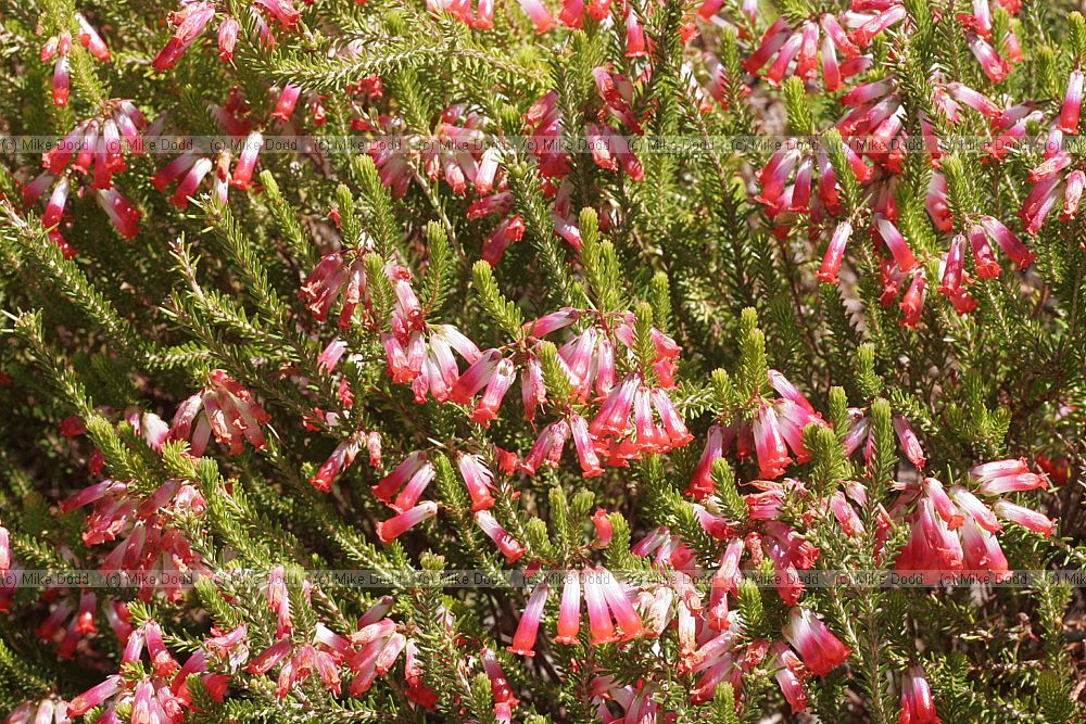 Erica regia Elim heath