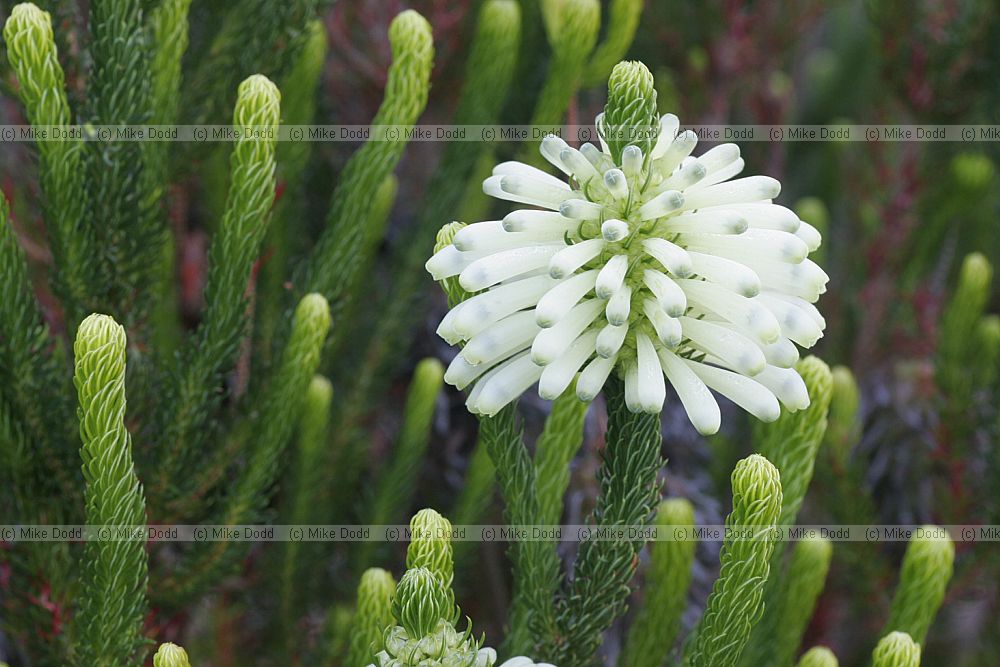 Erica sessiliflora