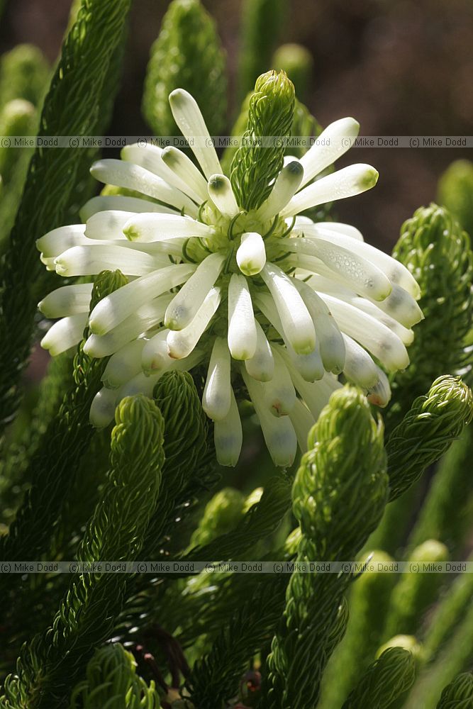 Erica sessiliflora