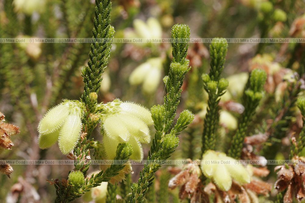 Erica sparrmannii