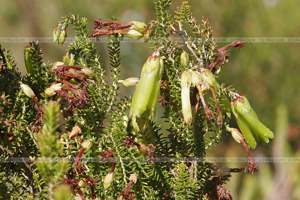 Erica viridiflora