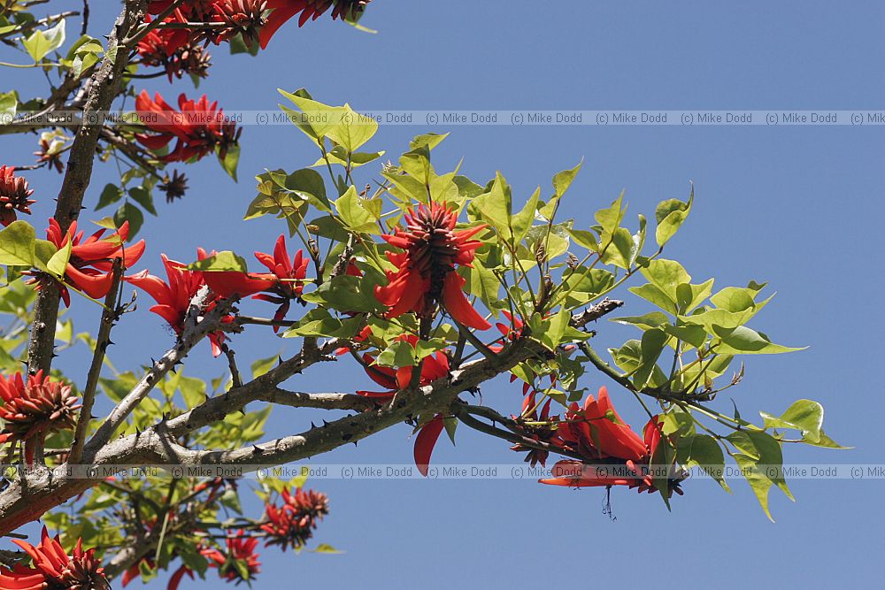 Erythrina lysistemon common coral tree