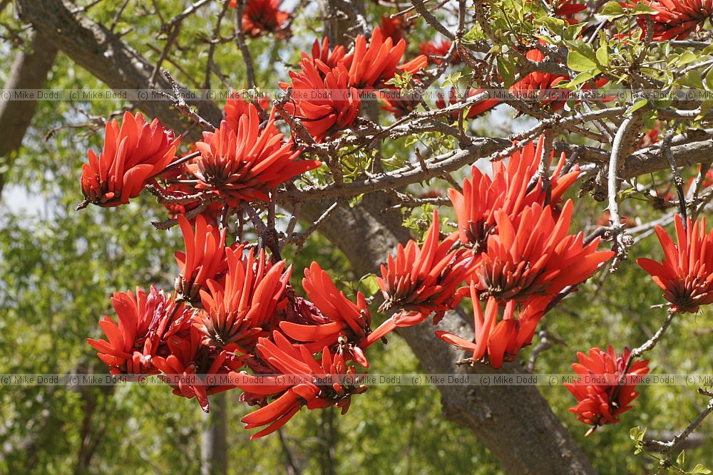 Erythrina lysistemon common coral tree