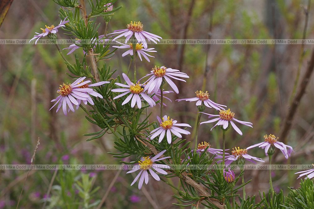Felicia filifolia Needle-leaved felicia