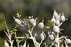 Gardenia thumbergia White Gardenia