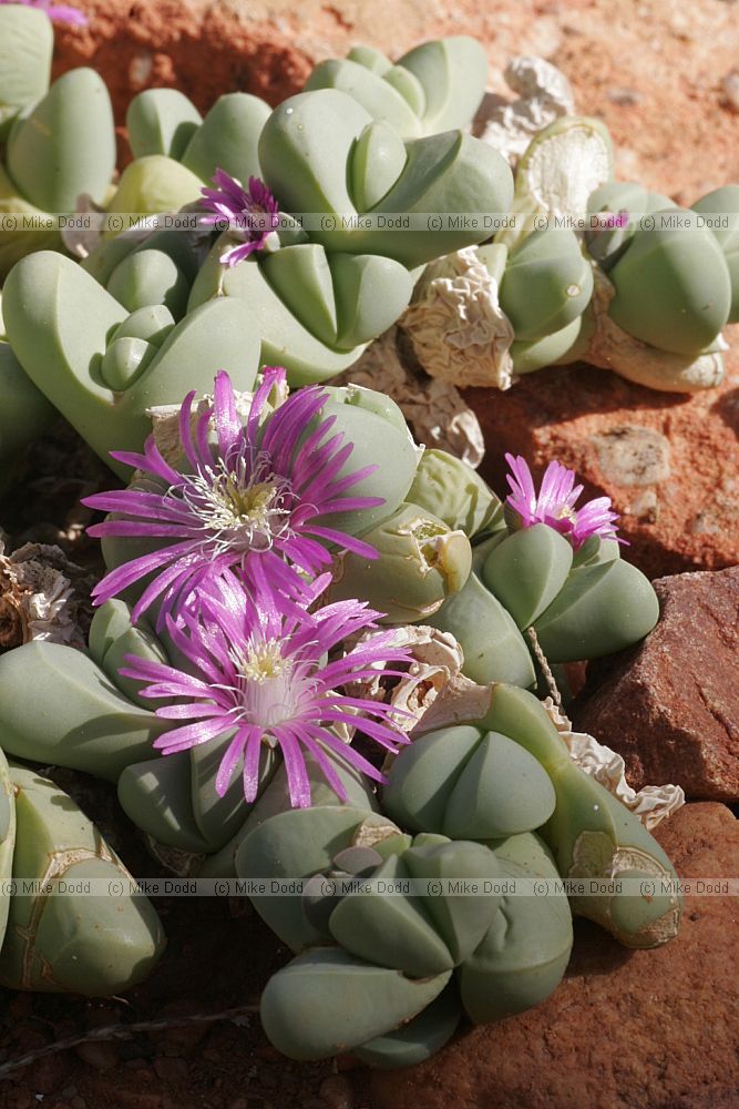 Gibbaeum pubescens subsp. shandii