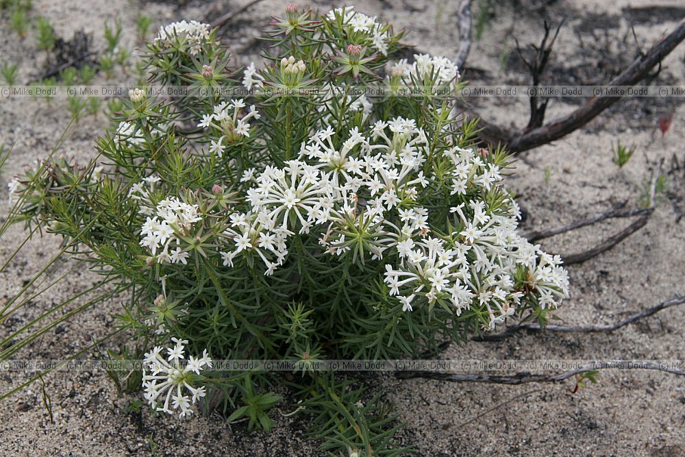 Gnidia pinifolia (check)