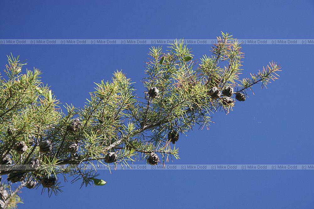 Hakea tenuifolia