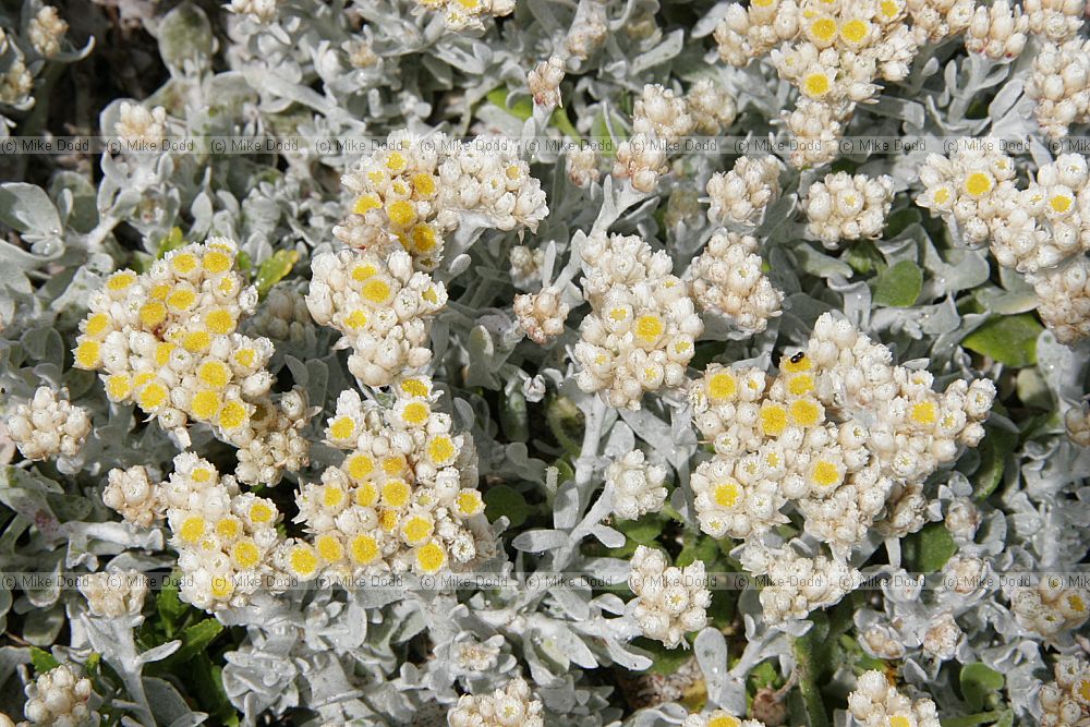 Helichrysum patulum