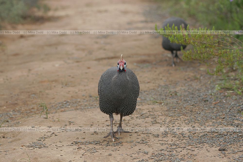 Helmeted Guineafowl Numida meleagris