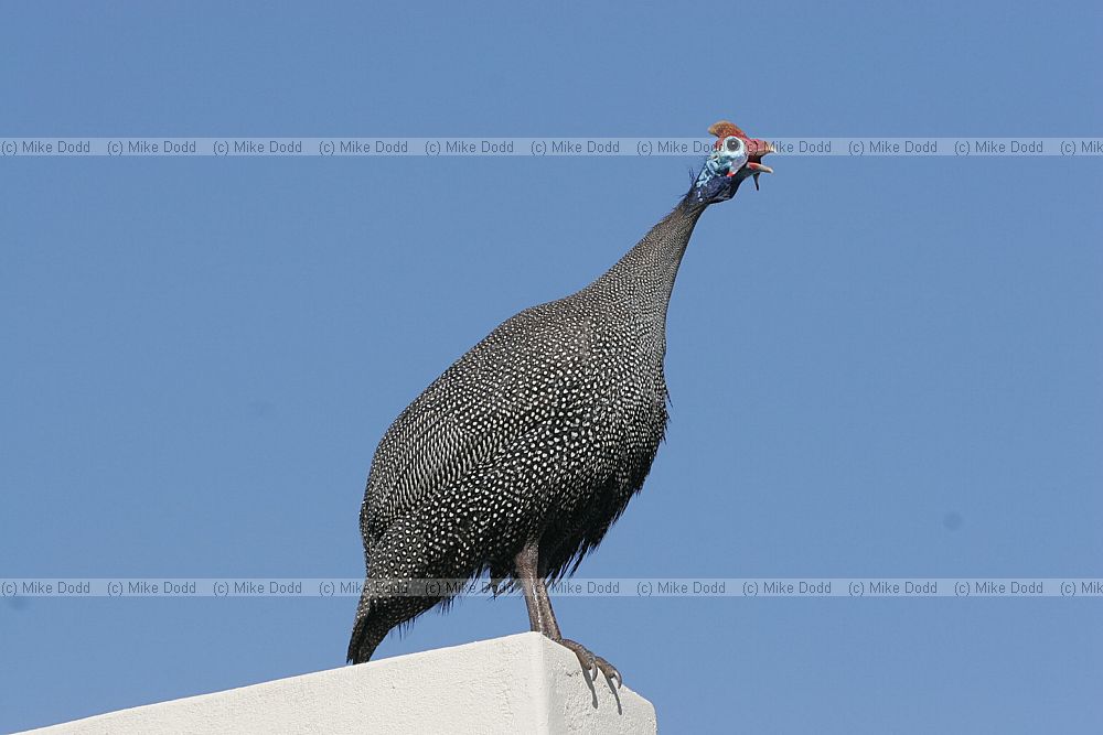 Helmeted Guineafowl Numida meleagris