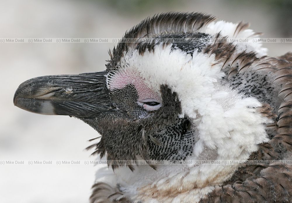 Jackass or african penguin Spheniscus demersus