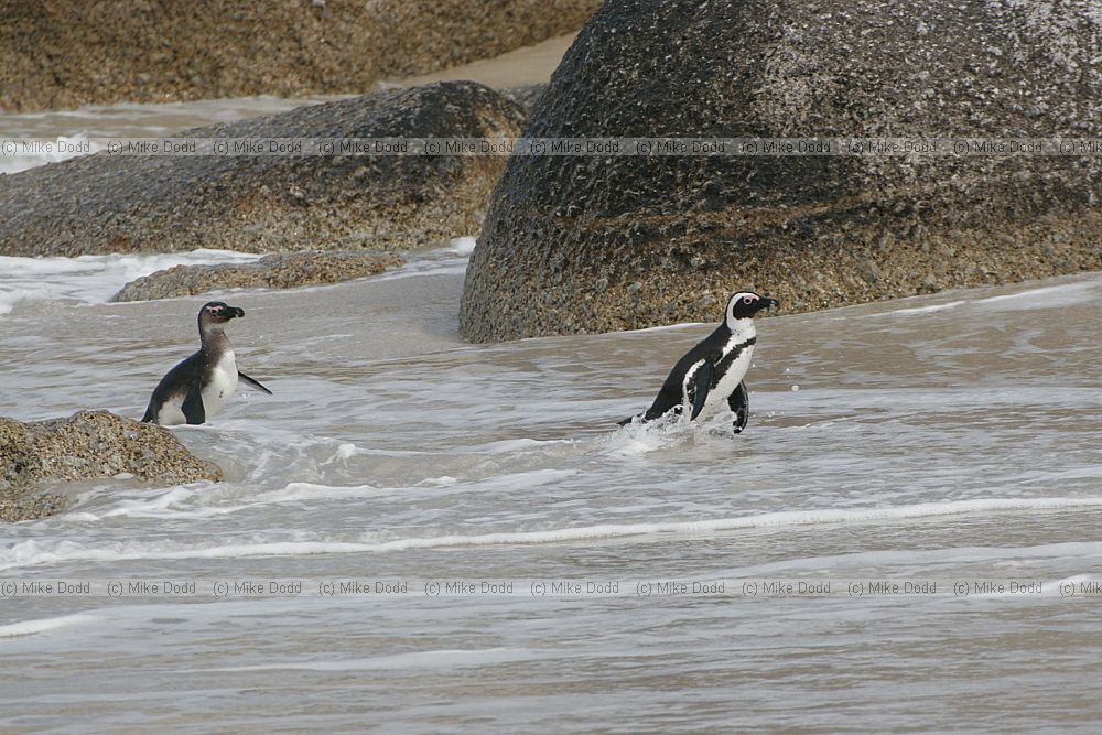 Jackass or african penguin Spheniscus demersus