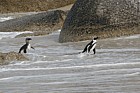 Jackass or african penguin Spheniscus demersus