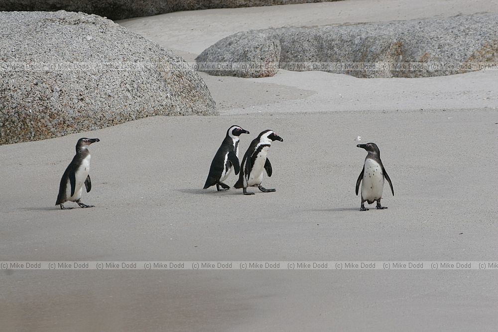 Jackass or african penguin Spheniscus demersus