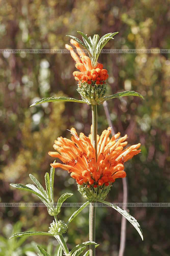 Leonotis leonurus Wild dagga