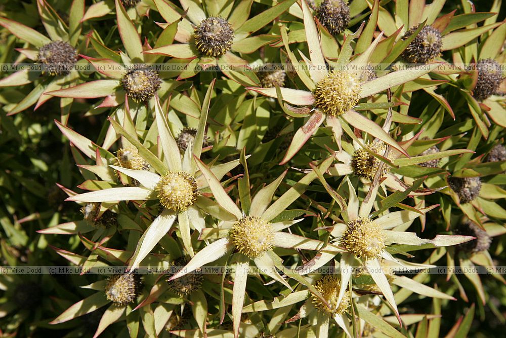 Leucadendron spissifolium subsp. fragrans