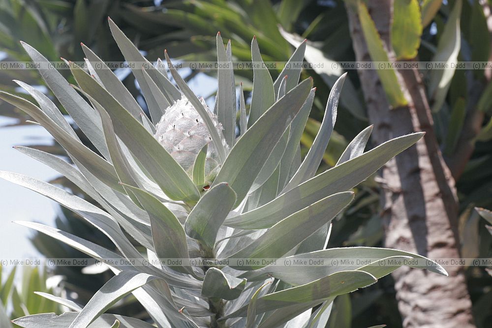 Leucodendron argenteum Silver tree