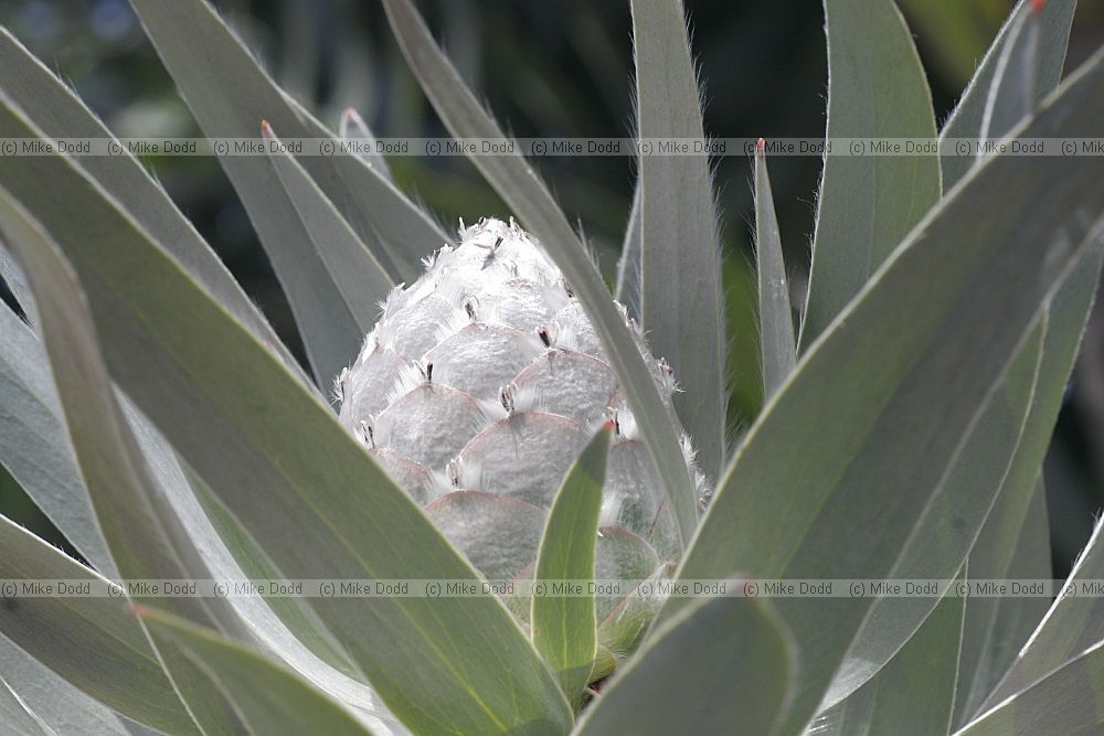 Leucodendron argenteum Silver tree