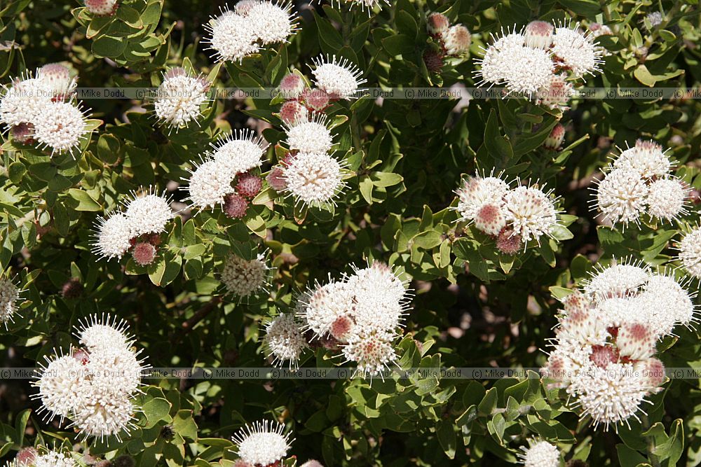 Leucospermum bolusii