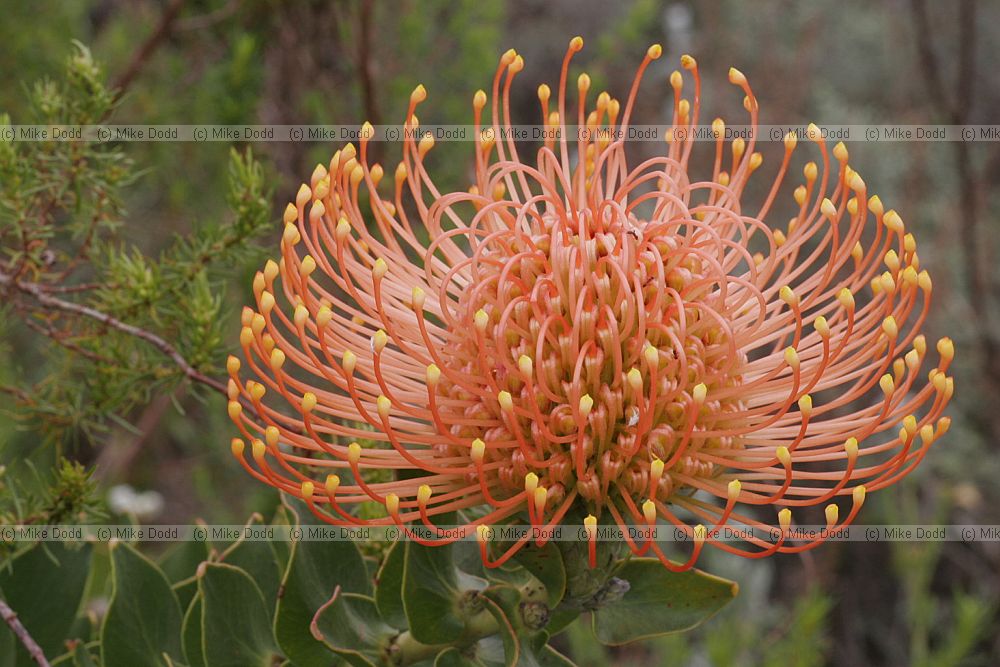 Leucospermum cordifolium