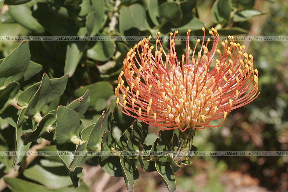 Leucospermum cordifolium