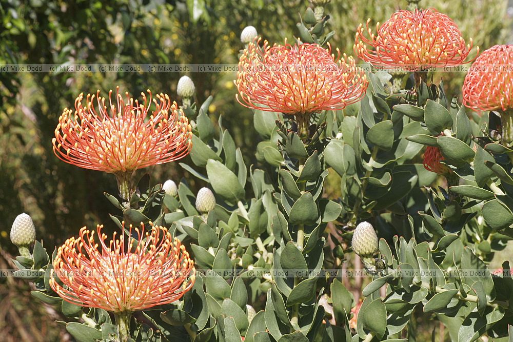 Leucospermum cordifolium