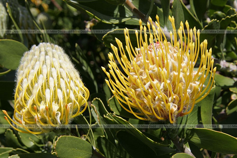 Leucospermum cuneiforme