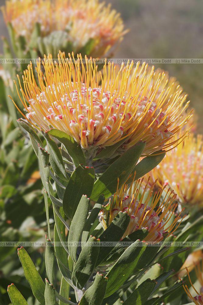 Leucospermum erubescens