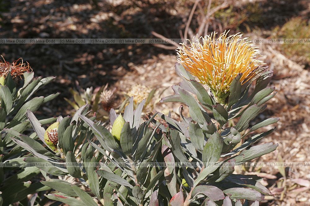 Leucospermum formosum