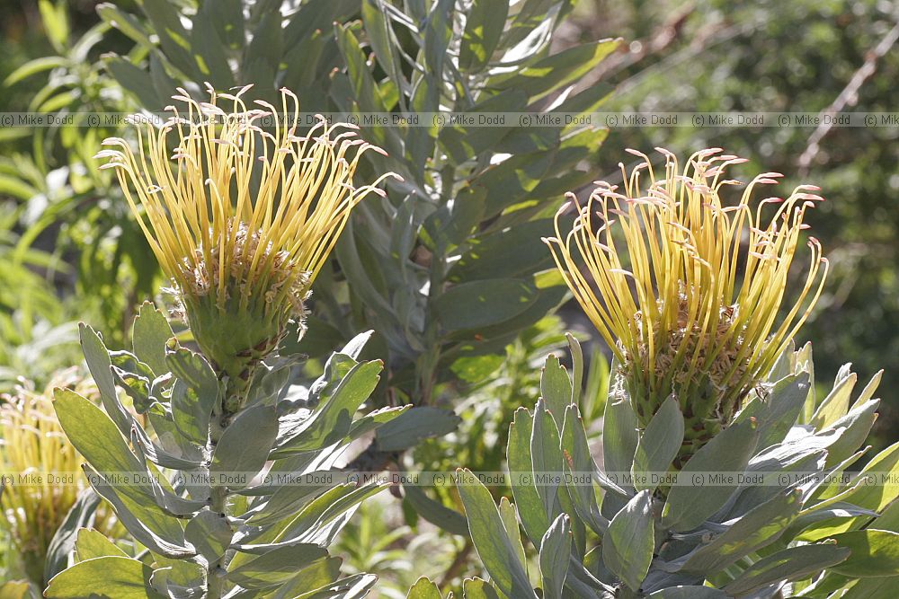 Leucospermum formosum