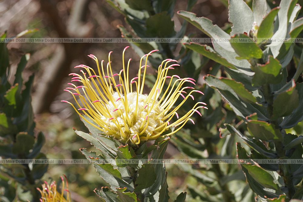 Leucospermum grandiflorum