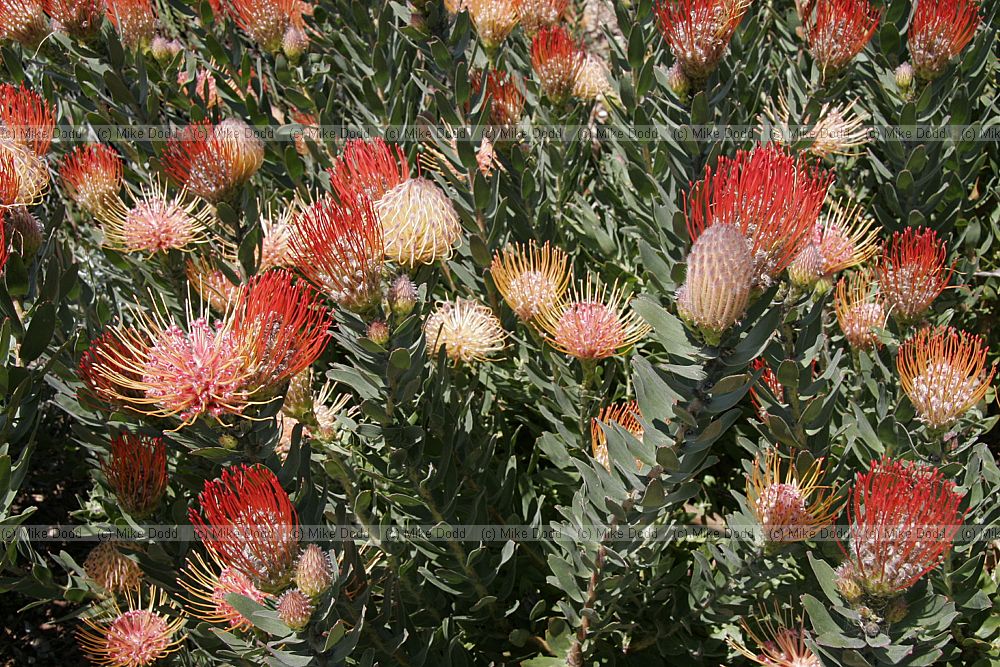 Leucospermum gueinzii