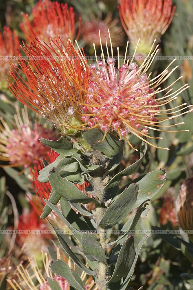 Leucospermum gueinzii