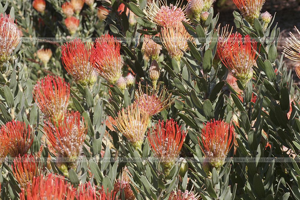 Leucospermum gueinzii