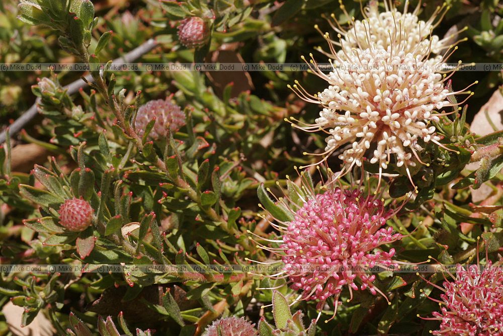 Leucospermum heterophyllum