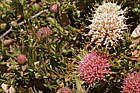 Leucospermum heterophyllum