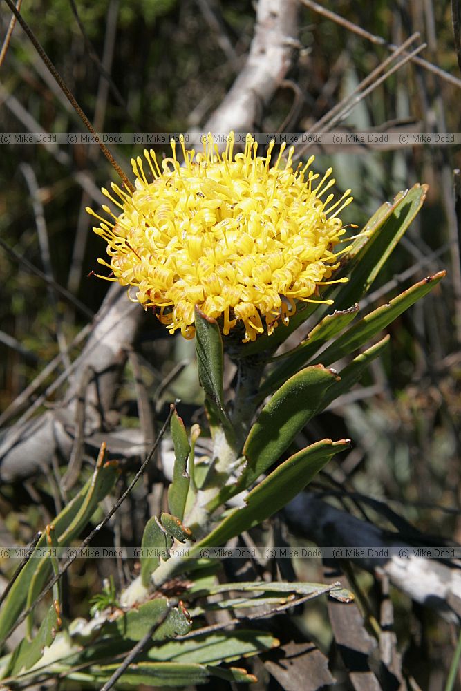 Leucospermum hypophyllocarpodendron Creeping pincushion